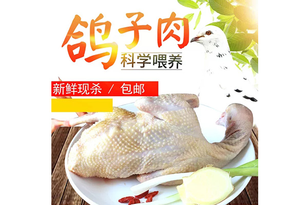 冰鮮雷競技app下載 - 老鴿