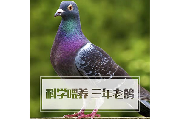 冰鮮雷競技app下載 - 老鴿