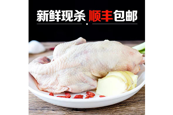 雷競技app下載 - 冰鮮乳鴿