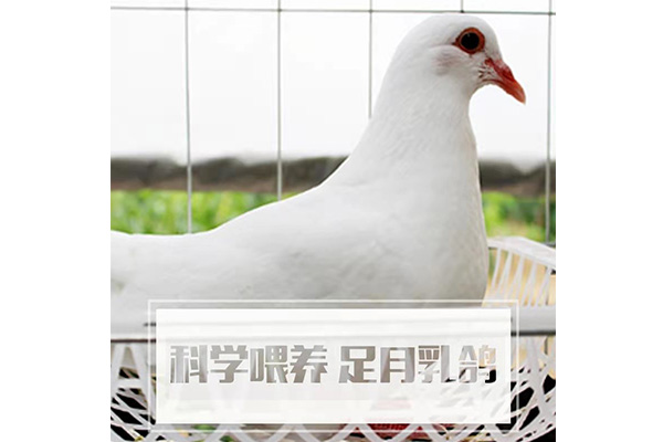雷競技app下載 - 冰鮮乳鴿